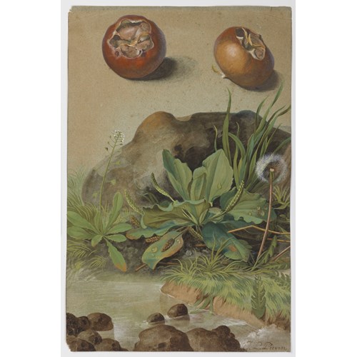 Two Medlars and Wild Plants by a Stream